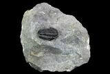 Detailed Gerastos Trilobite Fossil - Morocco #125283-1